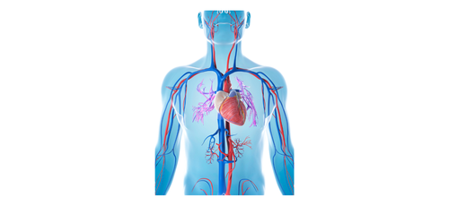 Cardiovascular Devices
